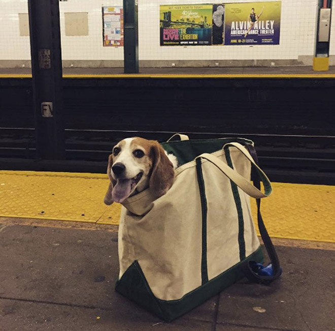 pet in a bag